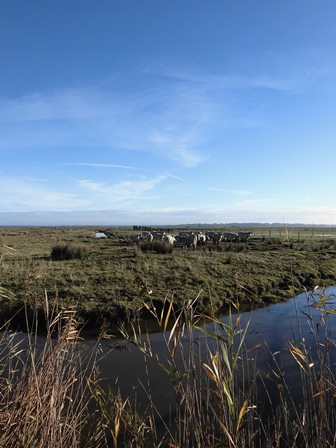 Prairies - Marais de Brouage