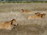 Vaches et hérons garde-boeufs sur le marais de Brouage (c) JY Piel